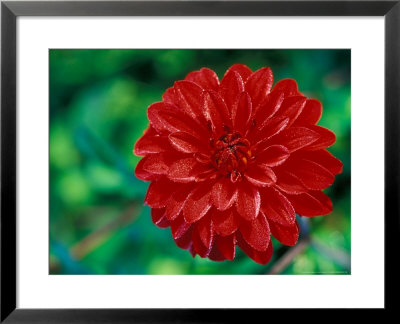 Dahlia Murdoch Close-Up Of Red Flower Head by Lynn Keddie Pricing Limited Edition Print image