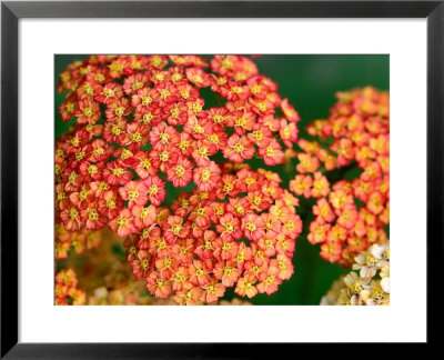 Achillea Old Brocade Close-Up Of Red Flower Head by Lynn Keddie Pricing Limited Edition Print image
