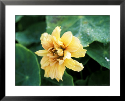 Nasturtium Margaret Long, September Autumn by Lynn Keddie Pricing Limited Edition Print image