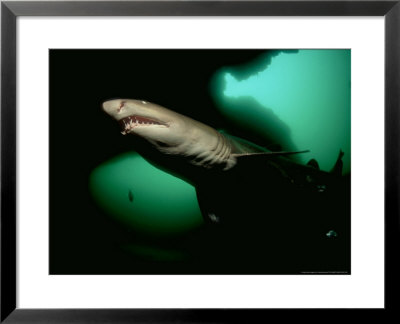 Ragged Tooth Shark, South Africa by Tobias Bernhard Pricing Limited Edition Print image