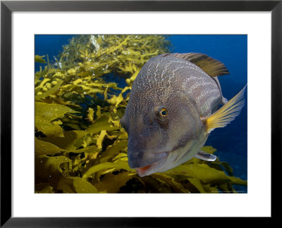 Wrasse, With Kelp, New Zealand by Tobias Bernhard Pricing Limited Edition Print image