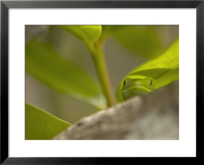 Green Gecko, New Zealand by Tobias Bernhard Pricing Limited Edition Print image
