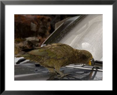 Kea, Picking Rubber Seal On Car, New Zealand by Tobias Bernhard Pricing Limited Edition Print image