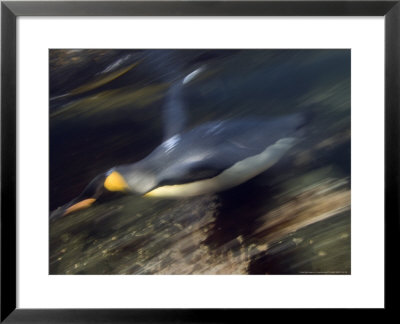 King Penguin, Sub Antarctic by Tobias Bernhard Pricing Limited Edition Print image