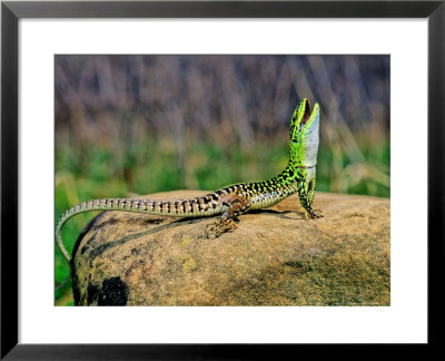 Italian Wall Lizard, Adult Male In Defensive Posture, Croatia by Emanuele Biggi Pricing Limited Edition Print image