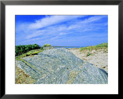 Lizard, Sardinia, Italy by Emanuele Biggi Pricing Limited Edition Print image