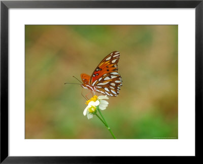 Gulf Fritillary, Feeding, Usa by David Boag Pricing Limited Edition Print image