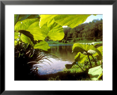 Butterbur, And Lake, Summer by David Boag Pricing Limited Edition Print image