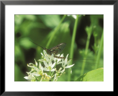 Mayfly, Resting On Ramsons by David Boag Pricing Limited Edition Print image