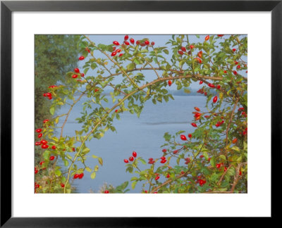 Dog Rose, Hips, Cambridgeshire, Uk by David Boag Pricing Limited Edition Print image