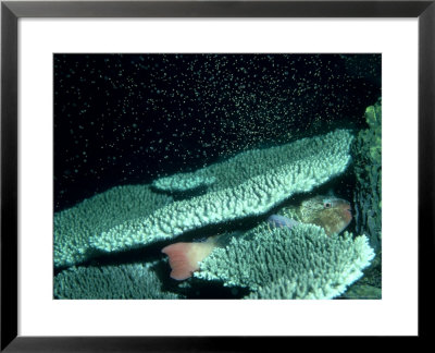 Brown Plate Coral, Spawning & Parrot Fish, Australia by Clive Bromhall Pricing Limited Edition Print image