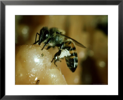 Africanised Honey Bee, Collecting Resin, Panama by John Brown Pricing Limited Edition Print image