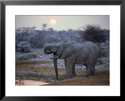 African Elephant, Namibia by Olaf Broders Pricing Limited Edition Print image