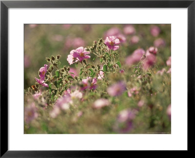Grey Cistus, Corsica, France by Olaf Broders Pricing Limited Edition Print image