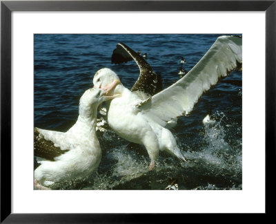 Wandering Albatross, Adult Birds Fighting, New Zealand by Robin Bush Pricing Limited Edition Print image
