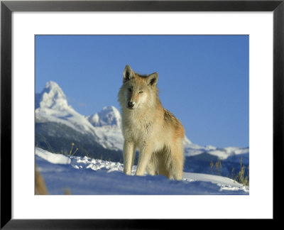 Grey Wolf, Canis Lupus Winter Canada by Alan And Sandy Carey Pricing Limited Edition Print image
