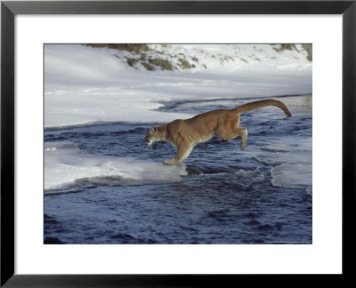 Mountain Lion, Leaping Stream In Winter, Usa by Alan And Sandy Carey Pricing Limited Edition Print image