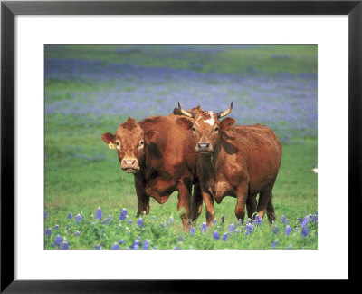 Cows (Mixed Breeds) by Alan And Sandy Carey Pricing Limited Edition Print image