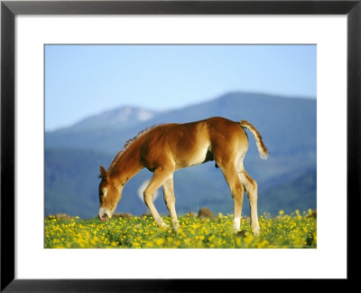 Quarter Horsecolt In Summer Flowersmontana by Alan And Sandy Carey Pricing Limited Edition Print image
