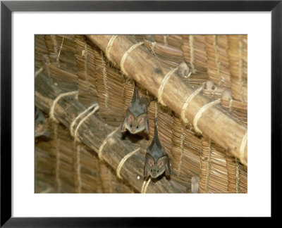 Yellow Wing Bats, Nairobi, Africa by David Cayless Pricing Limited Edition Print image