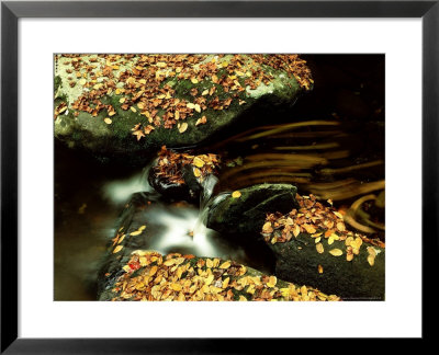 Fall Colour, Great Smoky Mtns National Park, Tn by Willard Clay Pricing Limited Edition Print image
