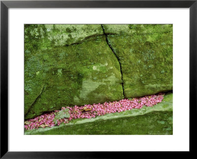 Redbud Flowers In Moss-Covered Boulders, Tennessee by Willard Clay Pricing Limited Edition Print image