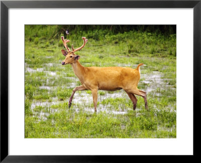 Barasinga Or Swamp Deer, Male Deer Walking In Swamp, Assam, India by David Courtenay Pricing Limited Edition Print image