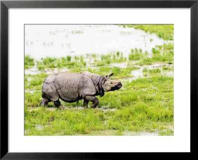 Indian Rhinoceros, Walking In Swamp, Assam, India by David Courtenay Pricing Limited Edition Print image