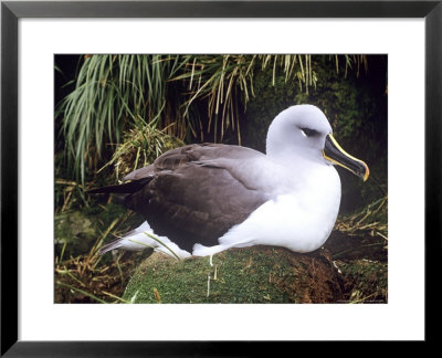 Grey Headed Albatross, Nesing, South Georgia by Daniel Cox Pricing Limited Edition Print image