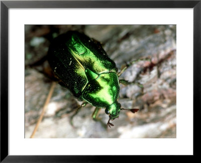 Emerald Beetle, Midway Islands Of Hawaii by Daniel Cox Pricing Limited Edition Print image