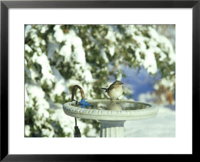Northern Mockingbird At Birdbath, Illinois by Daybreak Imagery Pricing Limited Edition Print image