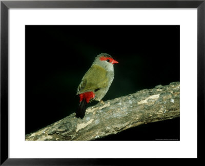 Red-Browed Firetail, Australia by Kenneth Day Pricing Limited Edition Print image