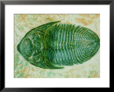 Trilobite, Odontchile Spinifera Devonian Morocco by David M. Dennis Pricing Limited Edition Print image