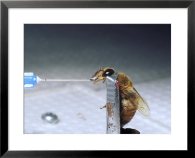 Feeding Response, Drone Bee by David M. Dennis Pricing Limited Edition Print image