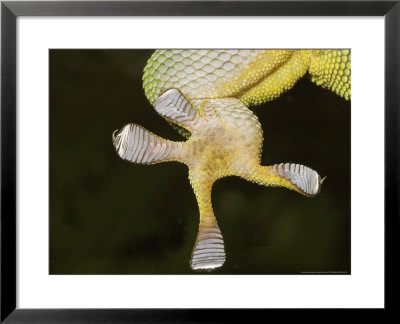 Gecko Foot by David M. Dennis Pricing Limited Edition Print image