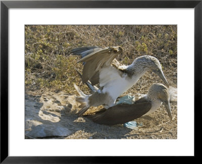 Blue-Footed Boobies, Mating, Galapagos, Ecuador by David M. Dennis Pricing Limited Edition Print image
