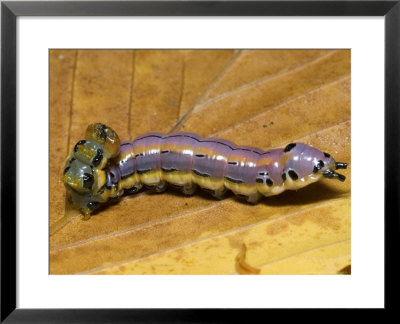 Black-Spotted Prominant Moth Caterpiller, South Mountains State Park, Usa by David M. Dennis Pricing Limited Edition Print image