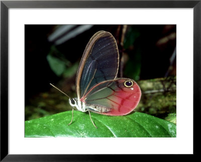 Butterfly, La Selva, Costa Rica by Philip J. Devries Pricing Limited Edition Print image