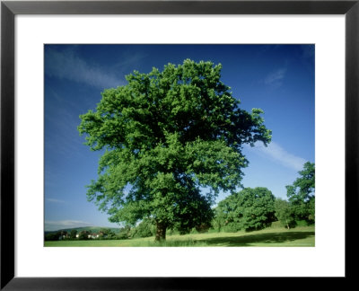 Oak In Summer by Mike England Pricing Limited Edition Print image
