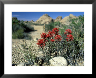 Indian Paintbrush, California by Berndt Fischer Pricing Limited Edition Print image