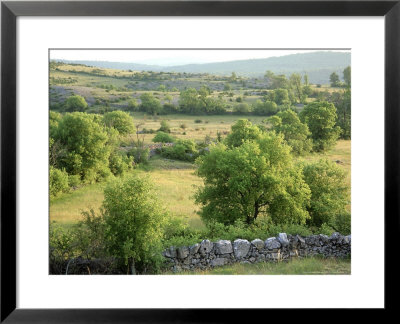 Steppe Vegetation With Stone, Cevennes, France by Berndt Fischer Pricing Limited Edition Print image