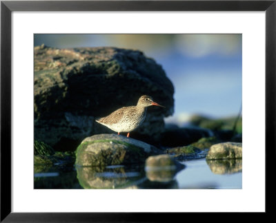 Redshank, Isle Of Oland, Sweden by Berndt Fischer Pricing Limited Edition Print image