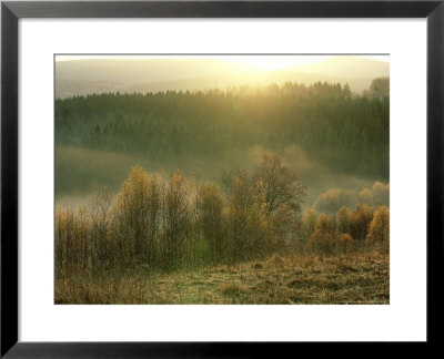 Beech Trees And Fog, Sumava National Park, Czech Republic by Berndt Fischer Pricing Limited Edition Print image