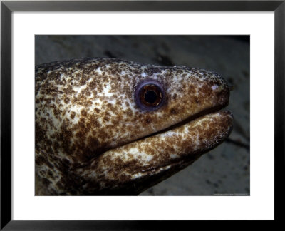 Moray Eel, Malbul Island, Malaysia by David B. Fleetham Pricing Limited Edition Print image