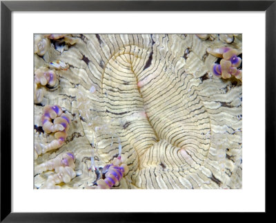 Commensal Shrimp On Beaded Sea Anemone, Malaysia by David B. Fleetham Pricing Limited Edition Print image