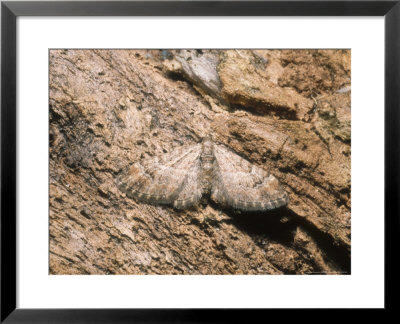 Brindled Pug Moth, Imago At Rest, Thoresby, Uk by David Fox Pricing Limited Edition Print image