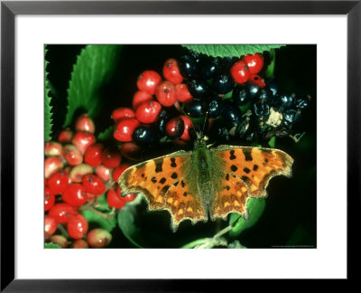 Comma Butterfly, Uk by Michael Fogden Pricing Limited Edition Print image