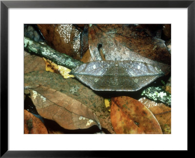 Two Moths Disguised As Leaves, Costa Rica by Michael Fogden Pricing Limited Edition Print image
