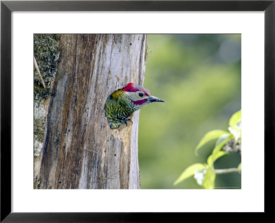 Golden-Olive Woodpecker, Male Peering From Nest-Hole, Monteverde Cloud Forest Preserve, Costa Rica by Michael Fogden Pricing Limited Edition Print image