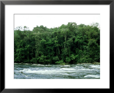 Rio Platano, Honduras by Paul Franklin Pricing Limited Edition Print image